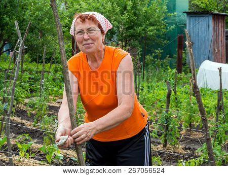 Voronezh, Russia - June 10, 2018: Stretching Trellis To Support The Growth Of Garden Plants