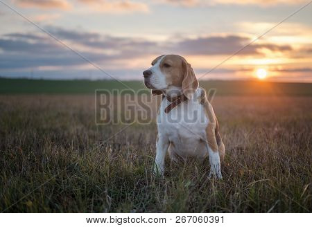 Beagle Dog On The Background Of A Beautiful Autumn Sunset While Walking In Nature