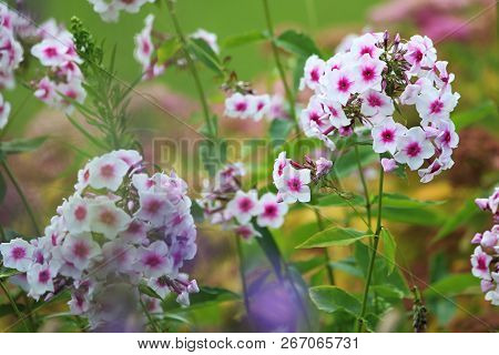 White Flowers. Blooming Flowers. White Phlox On A Green Grass. Garden With Phlox. Garden Flowers. Na