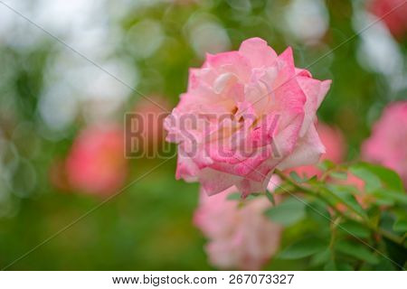 Closeup Macro Pink Grandiflora Hybrid Rose Tea Crossbreed