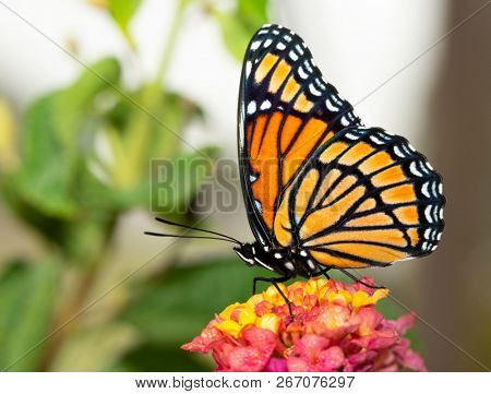 Ventral view of a beautiful Viceroy butterfly in summer garden