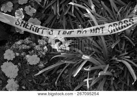 Crime Scene. Human Skull buried in dirt in a crime scene.