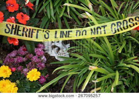 Crime Scene. Human Skull buried in dirt in a crime scene.