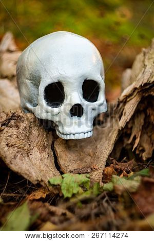 Scary Jawless Halloween Skull On Old Wood Tree Stump