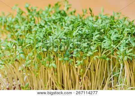 Green Fresh Garden Cress, Macro Color Photo