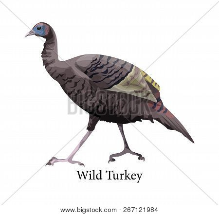 Wild Turkey. Ornithology And Fauna. Farm Bird