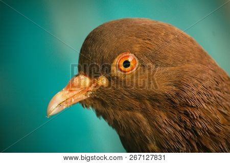 A Dark Blue Pigeon With Orange Eyes