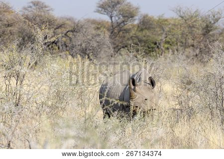 White Rhino View In Namibia Natural Park