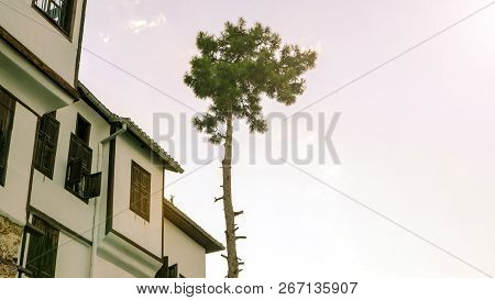 Green Trees Near The Stone House Of Alanya, Turkey. Trees And Old Buildings. Summer Concept And Copy