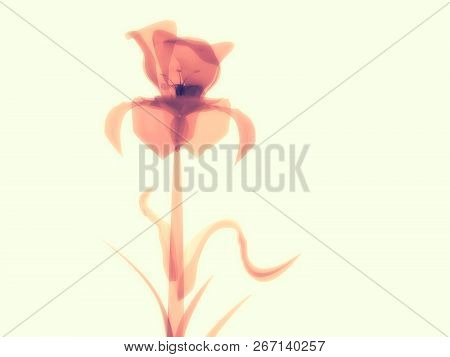Orange Pink Flower Macro On White, X-ray Semi Transparent, Model, Art And Science, 3d Rendering Imag