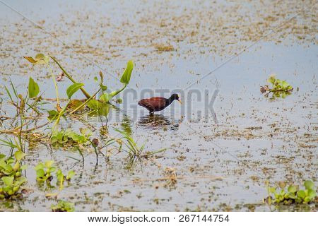 Northern Jacana Jacana Spinosa Near Lake Yojoa, Honduras