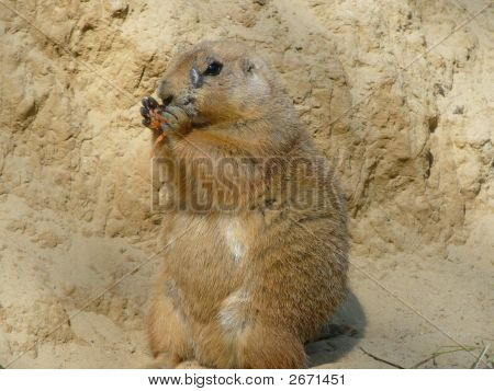 Prairiedog jedzenie
