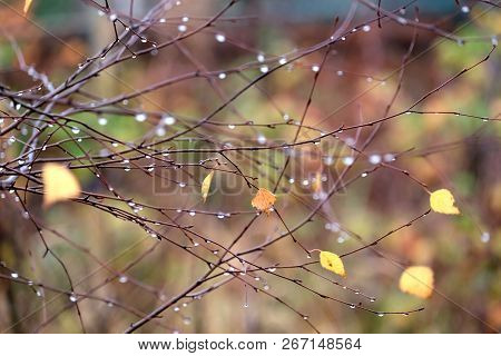 Drops Of Water On Tree Branches In Soft Warm Colorsin On Autumn Day In Rural Palce Close-up View