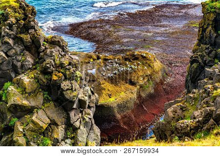 View Of Basalt Rocks Formation At Arnarstapi Village In Iceland With A Flock Of Seabirds Standing On
