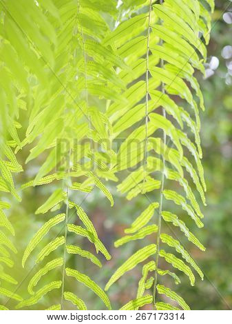 Nephrolepis Sp. Cultivar Planted In Ornamental Plants By Garden, Hanging Potted Plants.