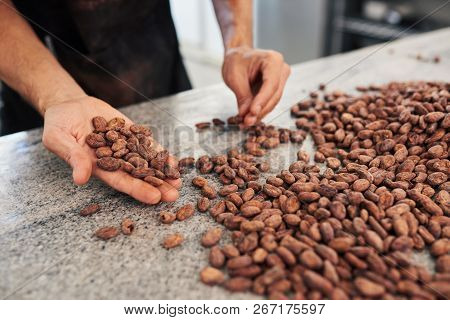Worker Hand Sorting Cocoa Beans In An Artisanal Chocolate Factory