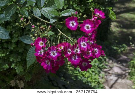 Pink And White Mix Color Rose Bush In Bloom In The Coniferous Forest Near To Pasarel Village, Bulgar