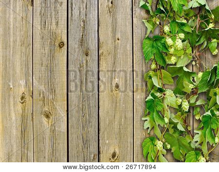 une vieille clôture en bois et un saut de plante grimpeur