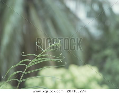 Macro Of Gracile Fern Leaves With Bokeh Background, Beauty In Nature..