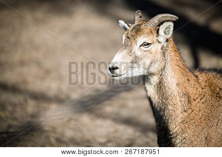 Portrait Of Mountain Goat In Nature Park