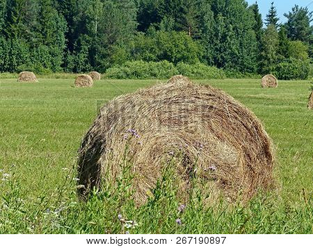 Fresh hay. Good-quality hay is green and not too coarse, and includes plant heads and leaves as well