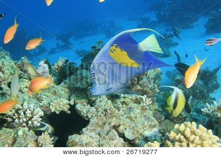 Yellowbar Angelfish