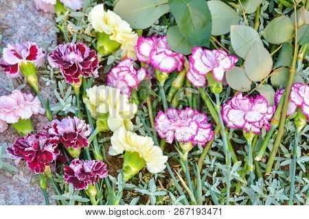 Pink And White Dianthus Caryophyllus Or Carnation Lie On The Ground