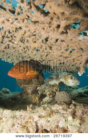 Mérou corail et Yellowpotted poisson porc-épic