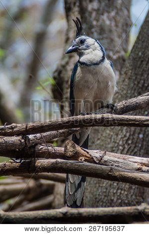 White-throated Magpie-jay Calocitta Formosa On Ometepe Island, Nicaragua