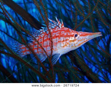 Longnose Hawkfish a fekete korall