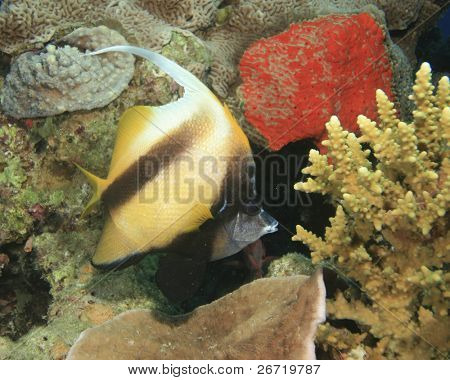 Do częstych Morze Czerwone