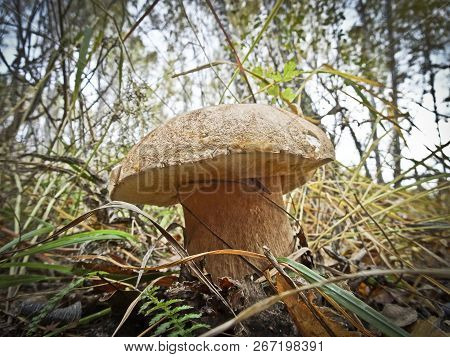Mushroom Picking - Sturdy Penny Bun (boletus Edulis)