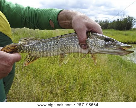 Successful Fishing - Freshly Caught Pike In The Hands Of A Fisherman