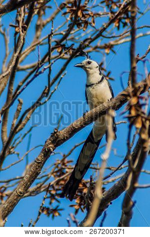 White-throated Magpie-jay Calocitta Formosa On Ometepe Island, Nicaragua