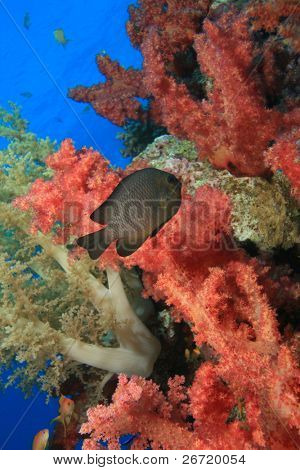 Damselfish in roten Weichkorallen