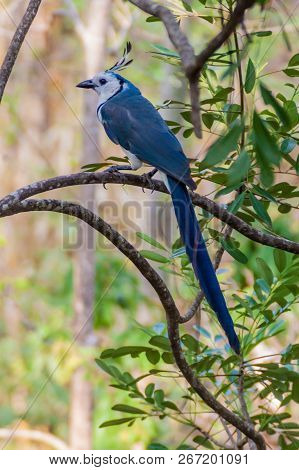 White-throated Magpie-jay Calocitta Formosa On Ometepe Island, Nicaragua
