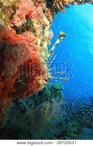 ปลาสิงโต ปะการังอ่อน และ Glassfish
