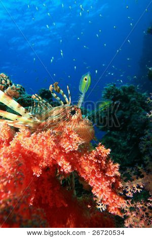 ปลาสิงโต ปะการังอ่อน และ Glassfish
