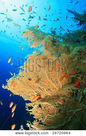 Anthias og Giant hav Fans (Gorgonians)