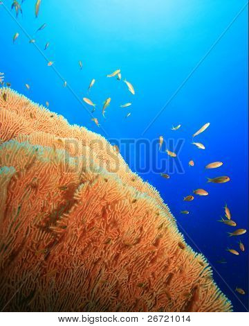 Gorgonian Fan Coral og Lyretail Anthia fisk