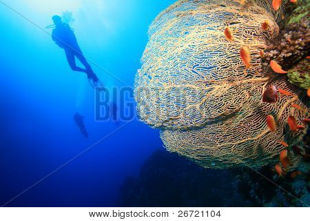 Dykker silhuetter bag Gorgonian Fan Coral