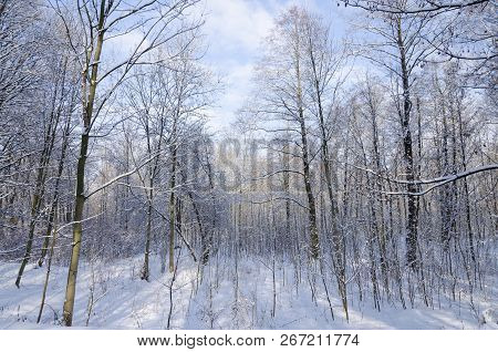 Winter Landscape Before Sunset. Snow Capped Trees At He Footpath Through A Snowy Park