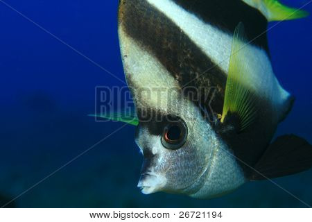 Skolegang Bannerfish (Heniochus diphreutes)