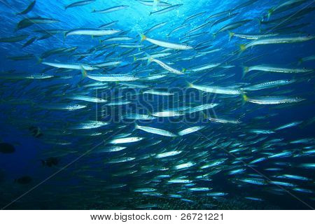 Sarı Barracuda
