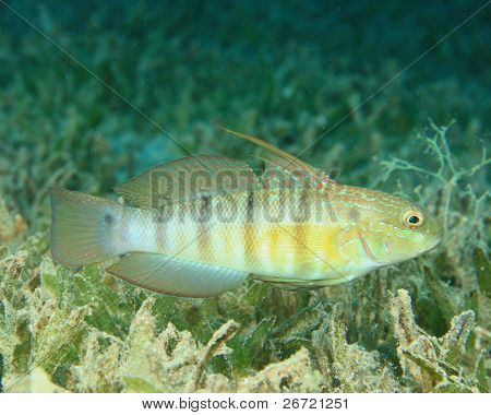 Lunik-Torpedogrundel (Amblygobius Albimaculatus)