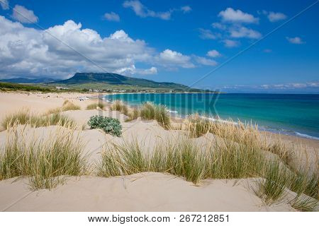 Landscape Of Bolonia Beach In Cadiz From A Sand Dune With Plants
