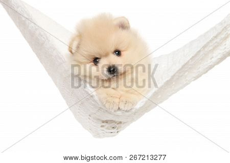 Tiny Spitz Puppy In A Hammock Posing On White Background