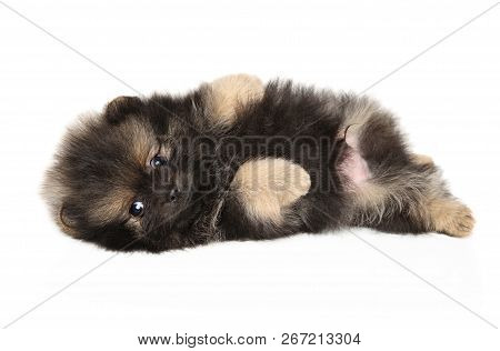 Puppy Spitz Lying Belly Up Resting On A White Background. Baby Animal Theme