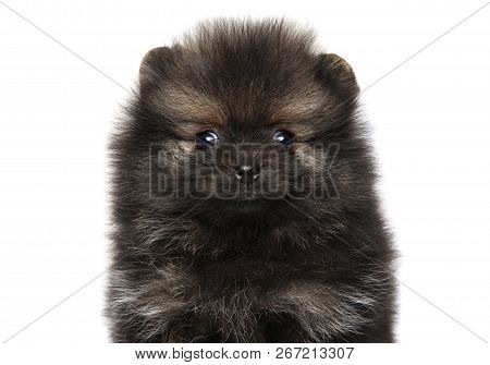 Close-up Portrait Of A Tiny Spitz Puppy On White Background