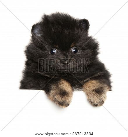 Close-up Of A Tiny Spitz Puppy On White Banner. Baby Animal Theme